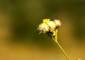 field, flowers, plants, beauty, tenderness