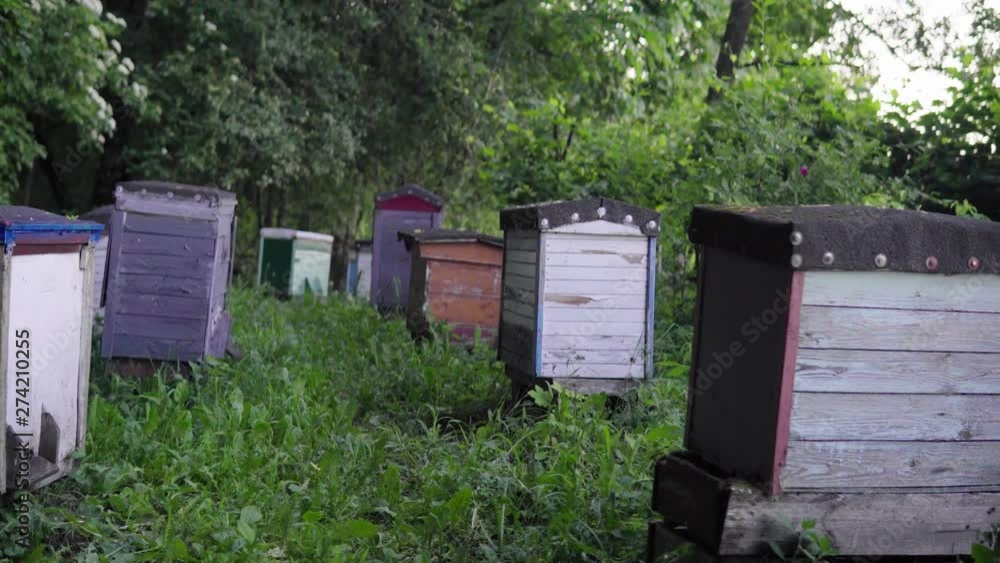 Poster an old apiary located in the forest between tall trees and high green grass. there are arable fields