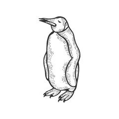 Penguin bird animal sketch engraving vector illustration. Scratch board style imitation. Hand drawn image.