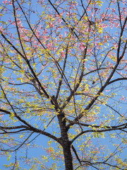 Japanese Sakura or Wild Himalayan (Prunus) Cherry Blossom on branches in Royal Project flowers garden, Doi Ang Khang, Chiang Mai, northern of Thailand.