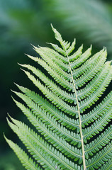 Green fern leaf close-up