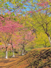 Japanese Sakura or Wild Himalayan (Prunus) Cherry Blossom on branches in Royal Project flowers garden, Doi Ang Khang, Chiang Mai, northern of Thailand.