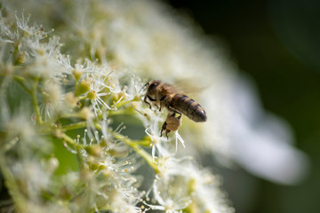 Biene im Anflug zum Nektar sammeln