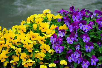 Yellow and purple johnny-jump-up pansy violet flowers © eqroy