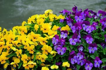  Yellow and purple johnny-jump-up pansy violet flowers © eqroy