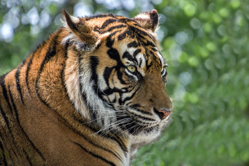 Face of Amur tiger close up.  Siberian tiger.