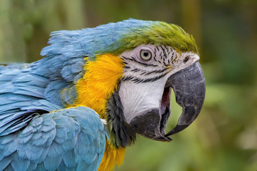 Portrait of sitting yellow breast Ara. (Ara ararauna)