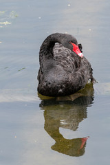 Black swan (Cygnus atratus). Wild life animal.