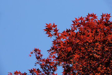 Nomura Kaede - Acer palmatum. It is called &ldquo;Shoujyou  momiji&rdquo; in Japan.The leaf is red throughout the year.