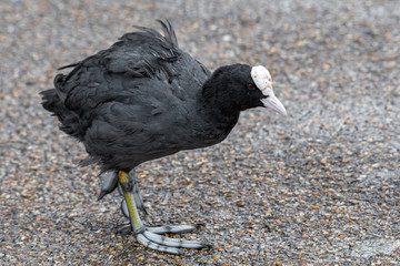Eurasian coot  (Fulica atra) in local park,scotland