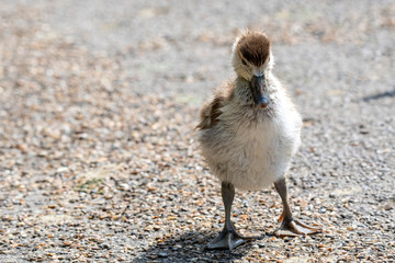 Close up of Egyptian Goose chick (Alopochen aegyptiaca)