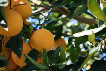 oranges in Sicily farm