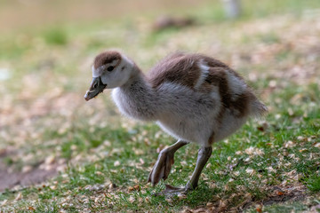 Close up of Egyptian Goose chick (Alopochen aegyptiaca)