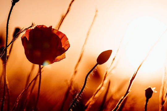 Klatschmohn bei Sonnenuntergang, Nahaufnahme