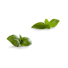 Basil – Basil Leaves with Detail, Close Up Macro – Icon for Fresh, Bio, Organic, Vegetarian, Leaf – Close Up Macro – Isolated on White Background