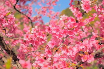 Close-up Japanese Sakura or Wild Himalayan (Prunus) Cherry Blossom  on branches in Royal Project flowers garden, Doi Ang Khang, Chiang Mai, northern of Thailand.