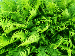 Fern leaves. Natural pattern of green leaves of a fern. Natural background. View from above.