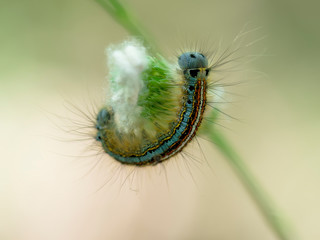 Lackey moth caterpillar macro. Malacosoma neustria on grass seedhead. Blue face, bright stripes.