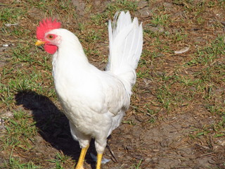Leghorn chicken close up