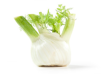 fresh fennel on white background