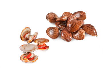 Smooth clam, Mediterranean fish, Fasolari, Callista chione