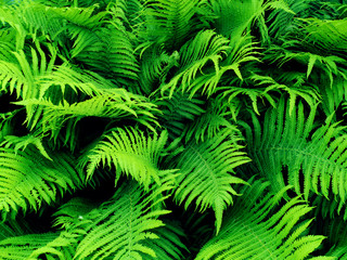 Naklejka na ściany i meble Fern leaves. Natural pattern of green leaves of a fern. Natural background. View from above.