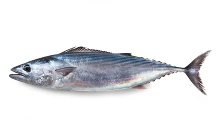 Poster Bonito, Isolated on White Background – Single Italian "Palamita" (Sarda sarda), Popular Mediterranean Mackerel-like Commercial Fish – Detailed Close-Up Macro, Top View, from Above © ItalianFoodProd