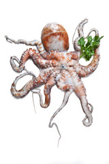 Octopus from Mediterranean Sea – isolated on white background
