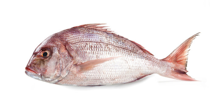 Mediterranean fish, Red porgy, Pauro, Pagro, Pagrus pagrus