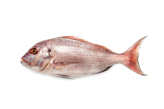 Mediterranean fish "Pauro" Pagro "Pagrus pagrus" fresh fish isolated on white background
