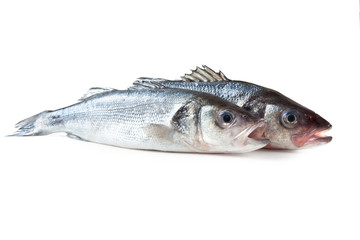 mediterranean fish, European bass, Spigola, Branzino, Dicentrarchus labrax