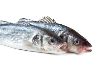 Mediterranean fish, European bass, Spigola, Dicentrarchus labrax