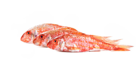 Mediterranean fish, Red mullet, Triglia, Mullus surmuletus
