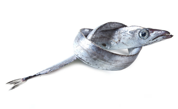 Scabbardfish Images Browse 757 Stock Photos Vectors And Video Adobe Stock