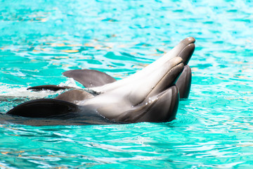 Obraz premium Two dolpfins dsnce in the pool. Lovly dance