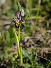 ophrys apifera