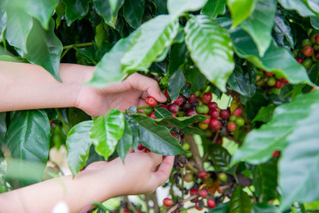 Arabicas Coffee bean Tree on Coffee tree at Doi Chaang in Thailand, Coffee bean Single origin words...