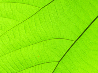 texture of green leaf