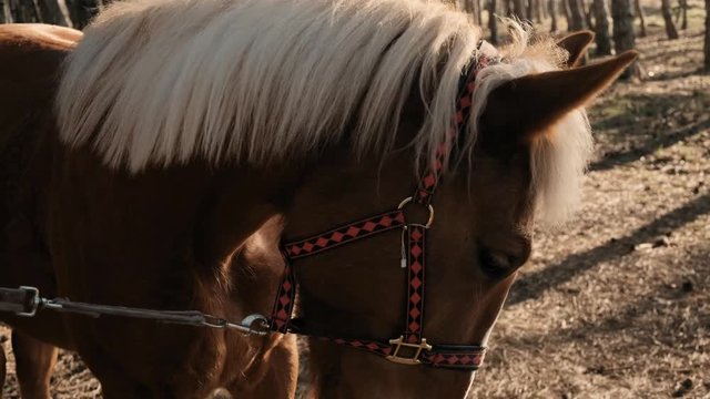 Close upview of a beautiful brown horse with white mane in a wood on sunrise slow motion