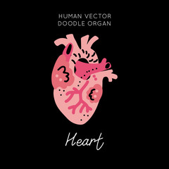 Human Organs Vector