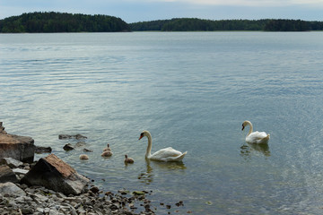 The family of swans on the rocky shore on the island of Ruissalo near the city of Turku on a summer day, the northern beauty of Finland's nature.