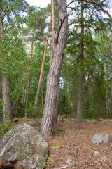 A coniferous northern forest on stony, uneven soil is a typical forest in Finland on a summer day. Rest and nature in Finland in the summer.