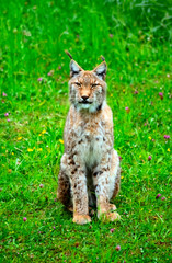 Portrait of a lynx