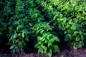 beautiful well-groomed bushes flowering beans in the beds top view