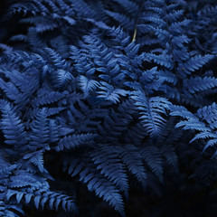 Natural fern leaves close up. Ornament leaf blue toned photo. - Image