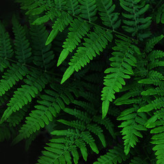 Natural green leaves fern in the forest. - Image