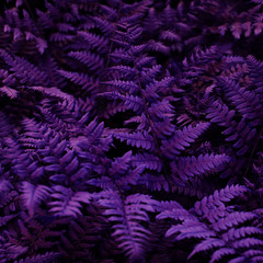 Naklejka na ściany i meble Natural fern leaves close up. Ornament leaf violet toned photo. - Image