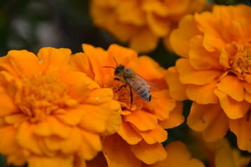 Orange Flowers and Bee