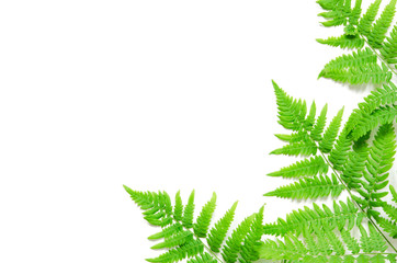 Top view of green tropical fern leaves on white background. Flat lay. Minimal summer concept. Сopy space. - Image