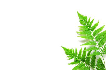 Top view of green tropical fern leaves on white background. Flat lay. Minimal summer concept. Сopy space. - Image